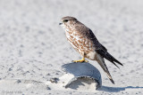 Merlin - Smelleken -  - Smelleken -  - Smelleken - Falco columbarius