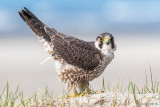 Peregrine - Slechtvalk - Falco peregrinus