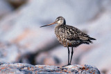 Hudsonian Godwit - Rode Grutto - Limosa haemastica