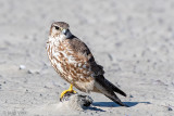 Merlin - Smelleken - Falco columbarius