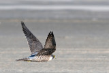 Peregrine - Slechtvalk - Falco peregrinus