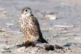 Merlin - Smelleken - Falco columbarius