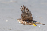 Merlin - Smelleken -  - Smelleken - Falco columbarius