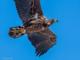 White-tailed Eagle - Zeearend - Haliaeetus albicilla