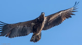 White-tailed Eagle - Zeearend - Haliaeetus albicilla