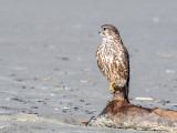 Merlin - Smelleken - Falco columbarius