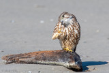 Merlin - Smelleken - Falco columbarius