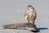 Merlin - Smelleken - Falco columbarius