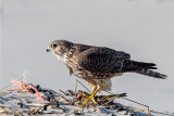 Merlin - Smelleken -  - Smelleken - Falco columbarius