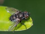 Lypha dubia