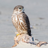 Merlin - Smelleken - Falco columbarius
