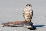 Merlin - Smelleken - Falco columbarius