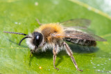 Andrena nitida - Viltvlekzandbij