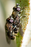 Lesser Bulb Fly - Knobbelbollenzweefvlieg - Eumerus funeralis