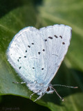 Holly Blue - Boomblauwtje - Celastrina argiolus
