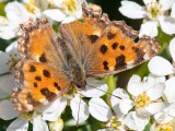 Large Tortoiseshell - Grote Vos - Nymphalis polychloros
