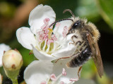 Andrena haemorrhoa - Roodgatje