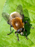 Narcissus Bulb Fly - Grote Narcisvlieg - Merodon equestris