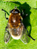 Narcissus Bulb Fly - Grote Narcisvlieg - Merodon equestris