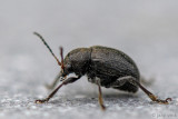 Chrysomelidae - Donkere Valkever - Bromius obscurus