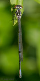 Azure Damselfly - Azuurwaterjuffer - Coenagrion puella