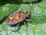 Sloe bug - Bessen(schild)wants - Dolycoris baccarum