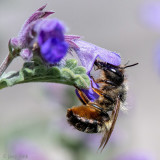 Red Mason Bee - Rosse Metselbij - Osmia bicornis