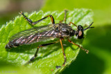 Glassy-winged Robber fly - Gewone Bladjager - Dioctria hyalipennis