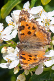 Large Tortoiseshell - Grote Vos - Nymphalis polychloros