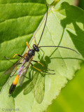 Ichneumonidae - Sluipwesp - Dusona spec