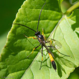 Ichneumonidae - Sluipwesp - Dusona spec