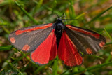 Cinnabar Moth - Sint Jacobsvlinder - Tyria jacobaeae