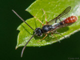 Tryphoninae - Sluipwesp - Tryphoninae indet.