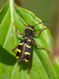 Wasp beetle - Kleine Wespenboktor - Clytus arietis