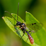 Tryphoninae - Sluipwesp - Tryphoninae indet.