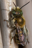 Blue Mason Bee - Blauwe Metselbij - Osmia caerulescens