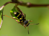 Wasp beetle - Kleine Wespenboktor - Clytus arietis