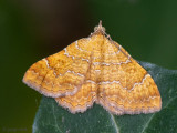 Yellow Shell - Gestreepte Goudspanner - Camptogramma bilineata