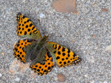 Queen of Spain Fritillary - Kleine Parelmoervlinder -  Issoria lathonia