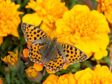Queen of Spain Fritillary - Kleine Parelmoervlinder -  Issoria lathonia