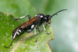 Tenthredinidae - Macrophya duodecimpunctata