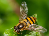 Syrphidae - Zwartbekbandzweefvlieg - Epistrophe melanostoma