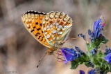 Niobe Fritillary - Duinparelmoervlinder - Argynnis niobe