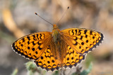 Niobe Fritillary - Duinparelmoervlinder - Argynnis niobe