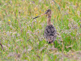 Black-tailed Godwit - Grutto - Limosa limosa