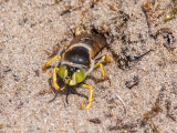 Bembix Sand Wasp - Harkwesp - Bembix rostrata