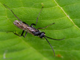 Spider Wasp - Glasvleugelspinnendoder - Auplopus carbonarius