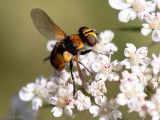 Tachinidae - Sluipvlieg - Cistogaster globosa