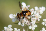Tachinidae - Sluipvlieg - Cistogaster globosa