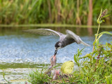 Black Tern - Zwarte Stern - Chlidonias niger